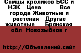 Самцы кроликов БСС и НЗК › Цена ­ 400 - Все города Животные и растения » Другие животные   . Брянская обл.,Новозыбков г.